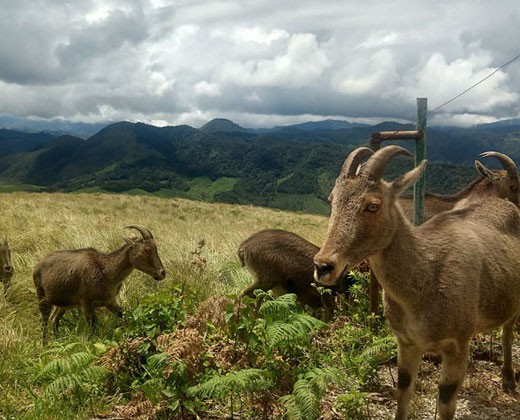 Day 04: Munnar