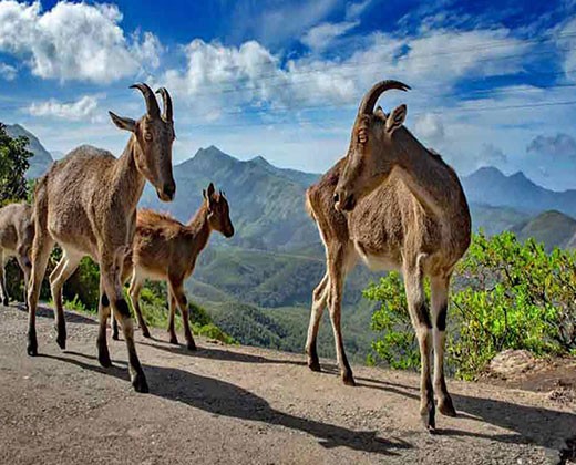 Day 03: Munnar