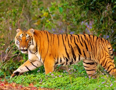 Taj Mahal With Wildlife Tour